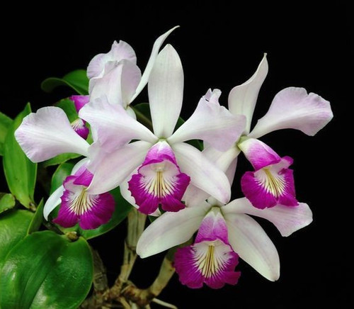 Cattleya violacea semi alba - violacea, semi-alba