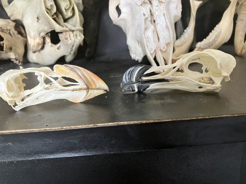 Real puffin skull and - real,