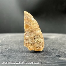 Genuine raptor dinosaur tooth