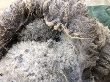 Shetland Ewe Whole Fleece/ Wool for Spinning, Felting, Weaving Sheep
