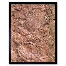 Science Archeology Dickinsonia Ediacaran Biota Fossil 12X16 Inch Framed Print