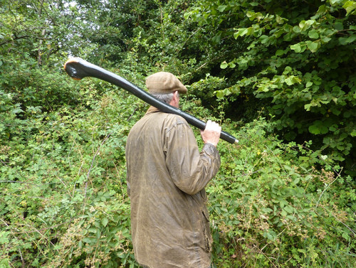 Huge irish blackthorn - huge,