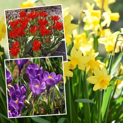 Spring bulb collection - spring,