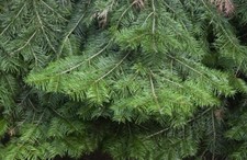 Grand Fir (Abies grandis) tree