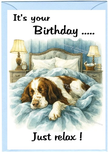 English springer spaniel - english,