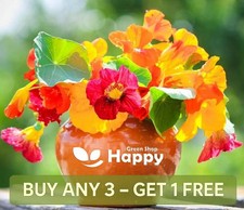 NASTURTIUM MIX - Out of Africa