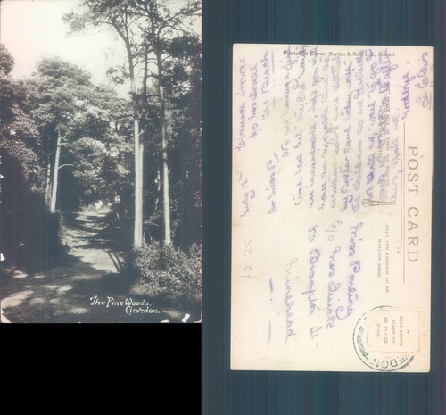 The pine woods clevedon - pine,