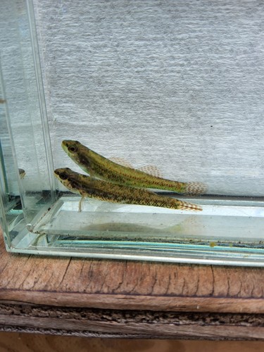 Brown darters - brown,