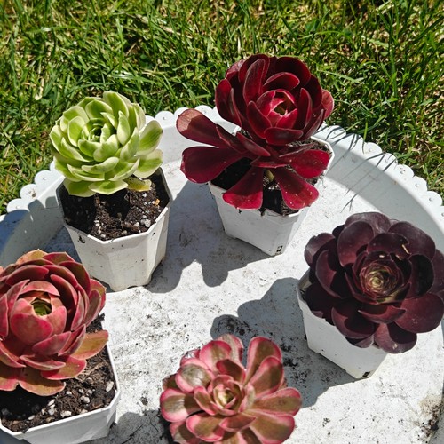 Plants variegated aeonium - variegated,