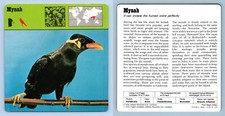 Mynah - Birds - 1970's Rencontre Safari Wildlife Card