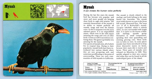 Mynah birds 1970 s - -, 1970's