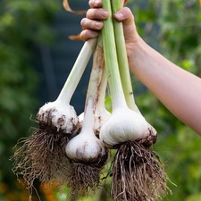 Elephant Garlic Cloves