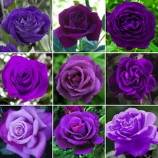 Gorgeous Potted Rose | Various Colours | Colourful Outdoor Potted Garden Plants