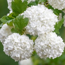 Viburnum Roseum - Red Guelder Rose | Deciduous Potted Flowering Garden Shrub