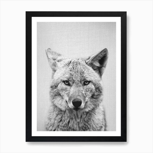Coyote black white - -, &
