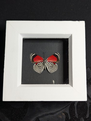 Real framed eighty eight - real,