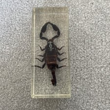 Unique Real Scorpion