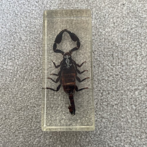 Unique real scorpion - unique,