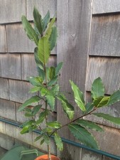 Laurus Nobilis Evergreen /