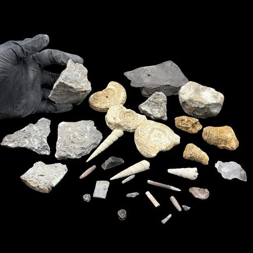 1kg british fossil mix - 1kg, 30