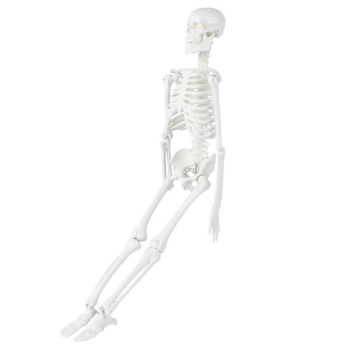 Human skeleton model - 45, cm