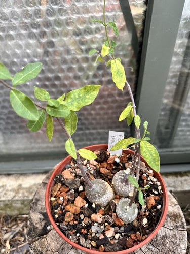 Fockea edulis caudex - edulis.,