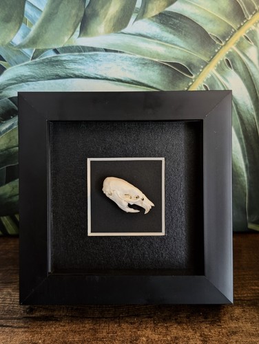 Rat skull framed - skull, animal