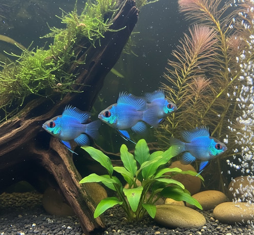 Trio cichlid rams short - 1,