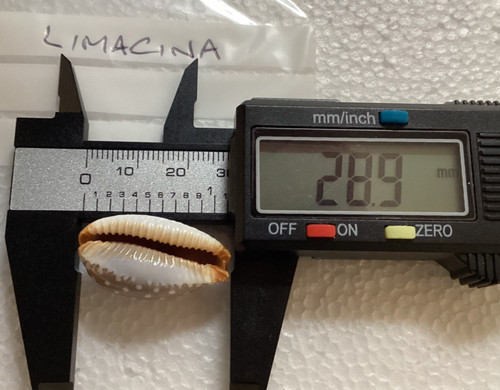 Cypraea limacina good size at - cypraea,
