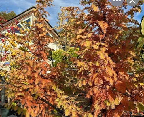 Plant amber leaf - plant,