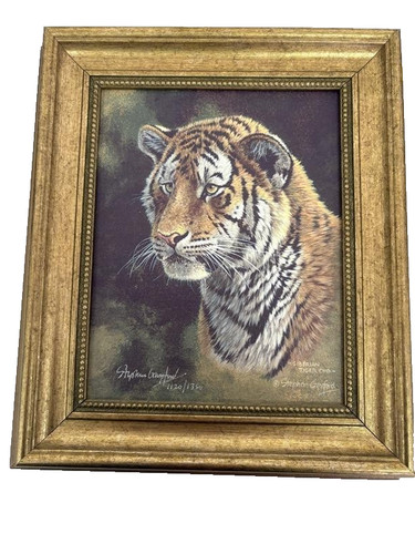 Stephen gayford siberian - stephen, tiger