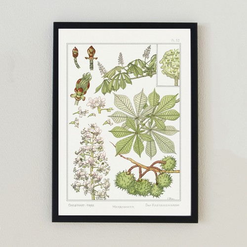 Vintage chestnut botanical - vintage,