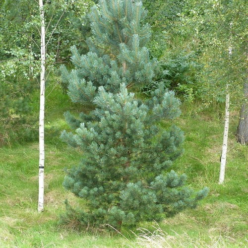 Scots pine trees 25cm - scots,
