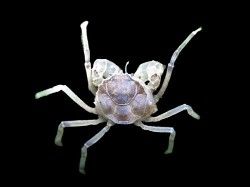 Thai micro crabs approx - crabs,