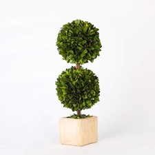Real Preserved Boxwood Evergreen Potted Tree Globe Tree Topiary in Terracotta...