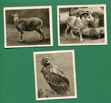 1924 RJ HILL SUNRIPE