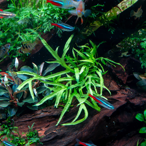 Portion microsorum pteropus - of,
