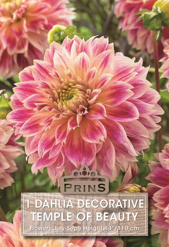 Dahlia bulb tuber decorative - bulb/tuber,