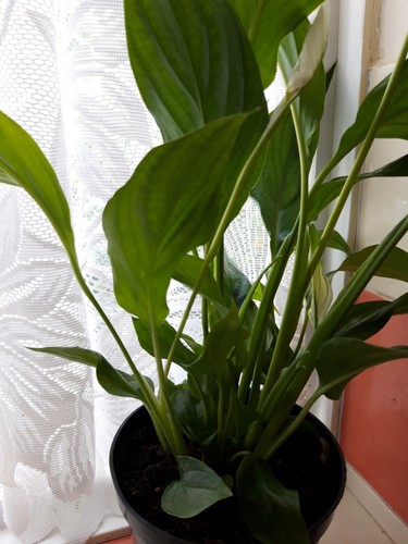 Peace lily spathiphyllum 18cm - peace,