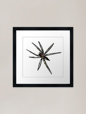 Wolf Spider Framed Art Print