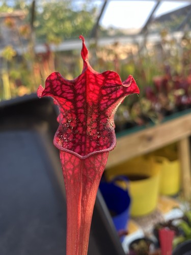 Sarracenia danas delight - sarracenia,