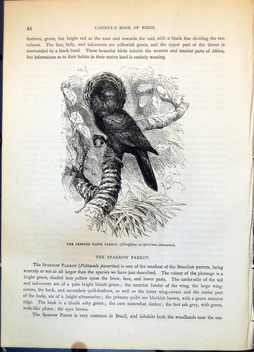 Antique old print crested hawk - old,