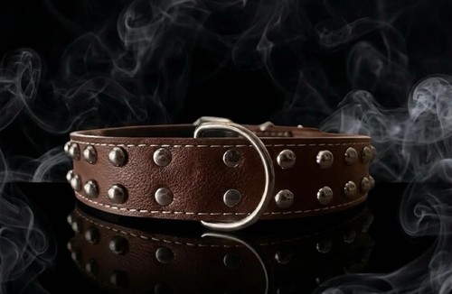 Elegant brown studded dog - elegant,