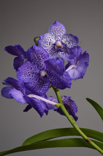Sunanda sapphire purple - sunanda,