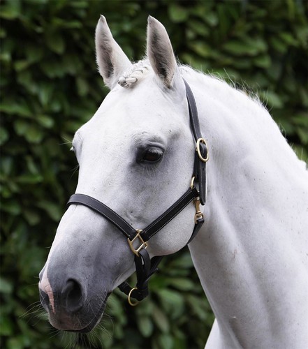 Premier equine traditional - equine,