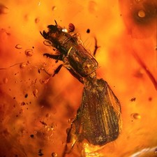 Burmese Amber Fossil: Large