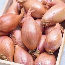 Shallot Jermor Sets - 250g/500g Banana Shallot Autumn Planting Vegetable Bulbs