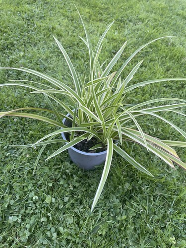 Ornamental grass the pic - pic, is