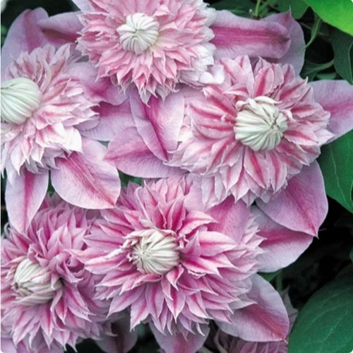 100 clematis josephine seeds - 100,
