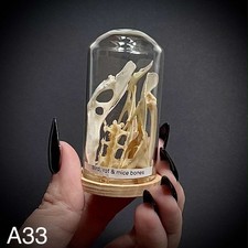 Pigeon , rat and mouse bones